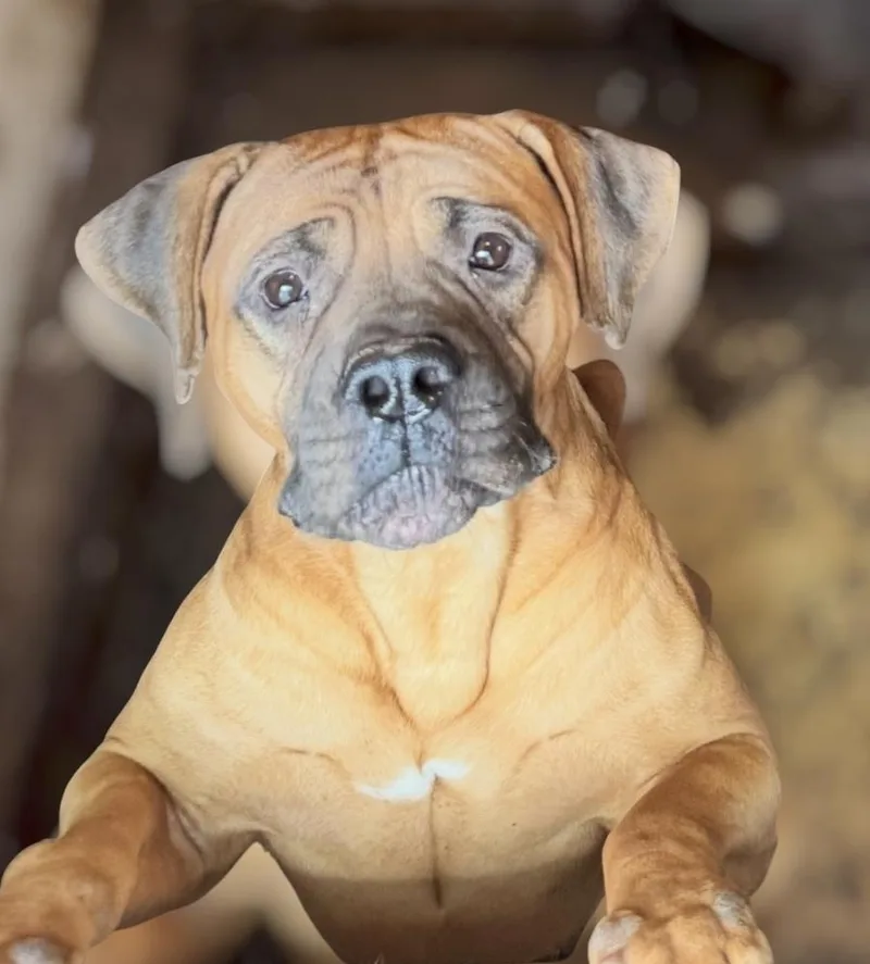 An adult large-sized female Red / Chestnut / Orange Cane Corso dog named Kona for adoption in Mansfield, OH