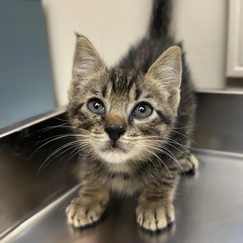 A baby small-sized male Brown / Chocolate Domestic Short Hair cat named TUSCStray for adoption in Tuscaloosa, AL