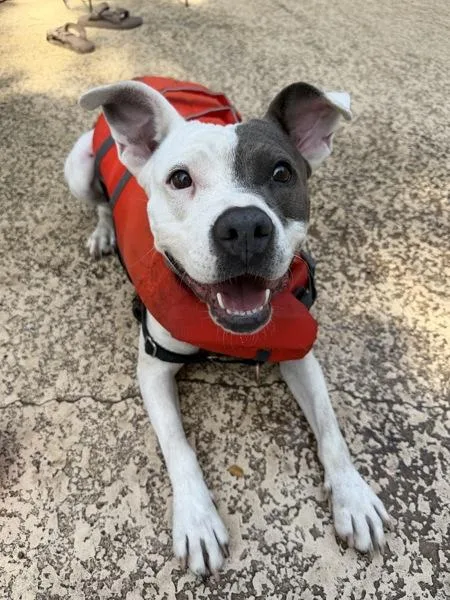 An adult medium-sized female Pit Bull Terrier dog named Lila for adoption in Austin, TX