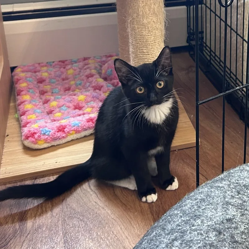 A baby medium-sized female Black & White / Tuxedo Domestic Short Hair cat named Leia for adoption in East Hartford , CT