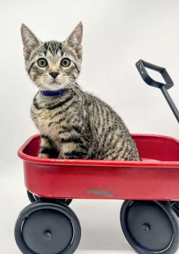 An adult large-sized female Tabby (Brown / Chocolate) Domestic Short Hair cat named Police Prudence for adoption in Muskegon, MI