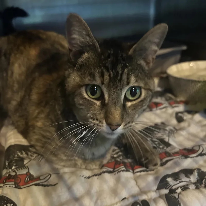 A young medium-sized female Tortoiseshell Domestic Short Hair cat named Turtle for adoption in Veneta, OR