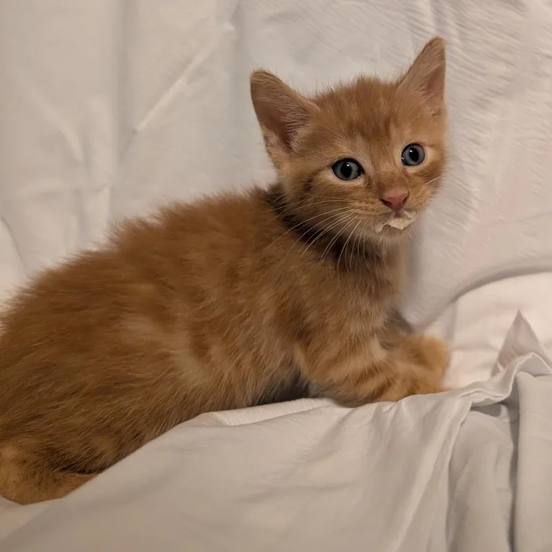 A baby small-sized male Orange / Red Domestic Short Hair cat named Orange Thunder for adoption in Bradenton, FL
