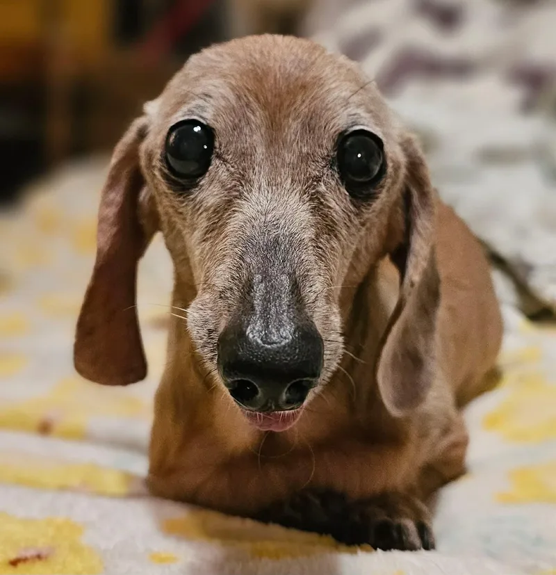 A senior small-sized female Dachshund dog named Duchess for adoption in Stoughton, MA