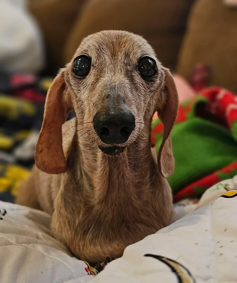 Duchess thumbnail 3