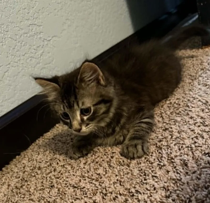 A baby medium-sized male Tabby (Brown / Chocolate) Domestic Short Hair cat named Bluey for adoption in Overland Park, KS