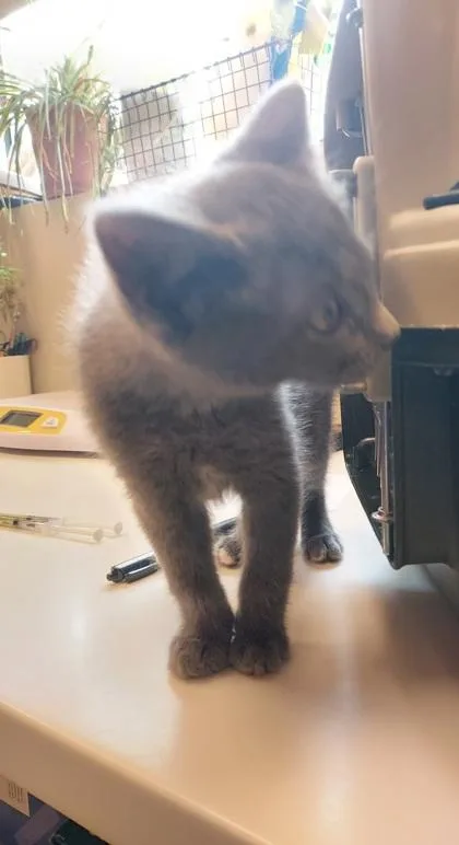 A baby small-sized female Domestic Short Hair cat named Summer for adoption in Fishers, IN