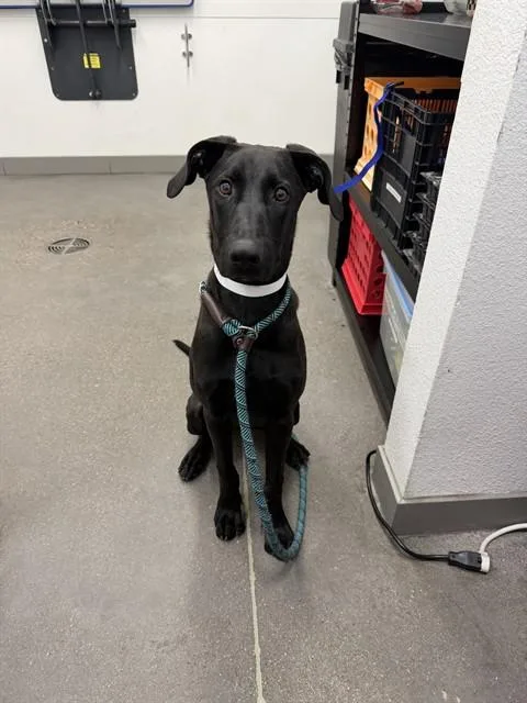 A young large-sized female Labrador Retriever dog named Kimchi for adoption in Mesa, AZ