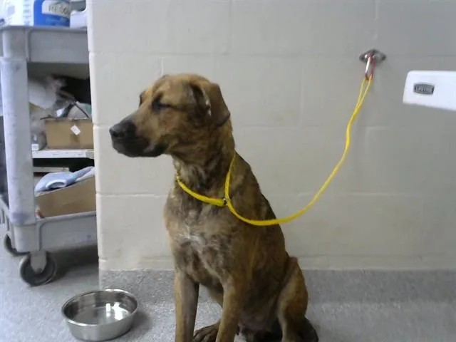 A young medium-sized male German Shepherd Dog dog named A for adoption in Pasadena, TX