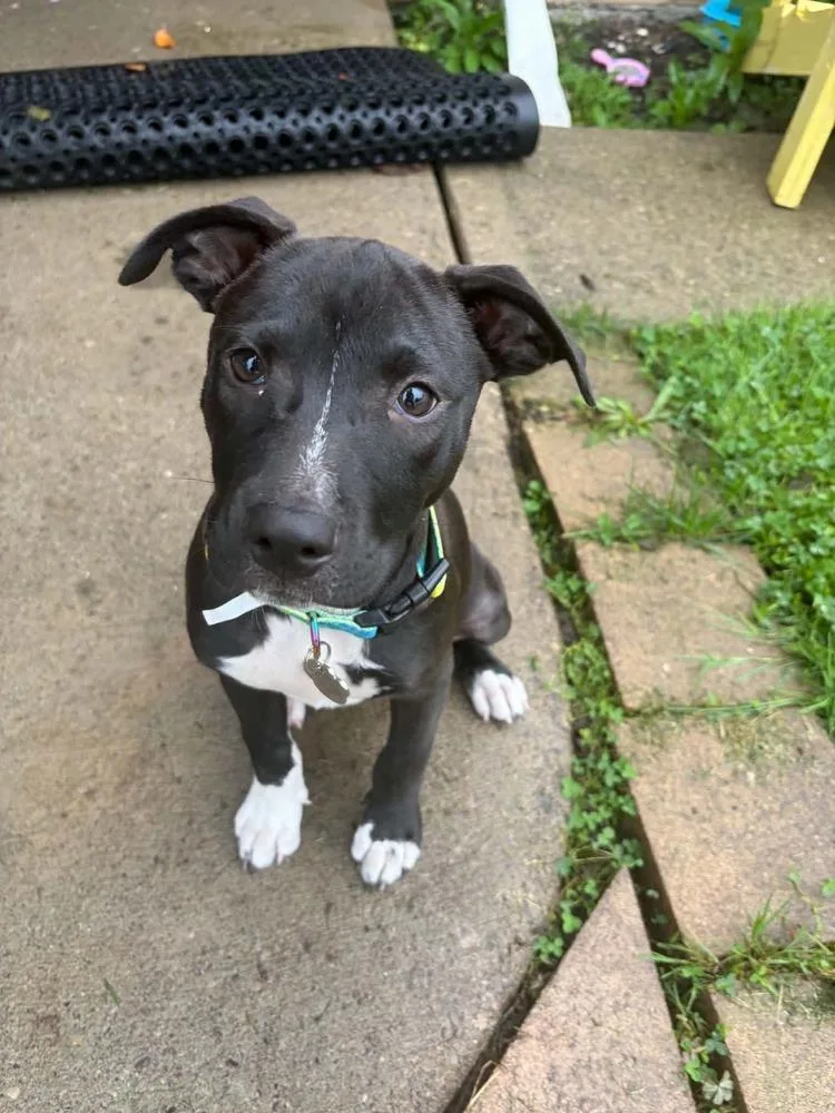 A baby small-sized female Tricolor (Brown, Black, & White) Mixed Breed dog named Sophie for adoption in Amherst, NY