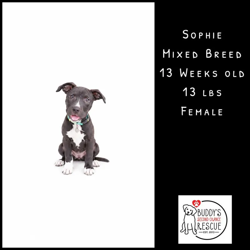 Sophie thumbnail 6