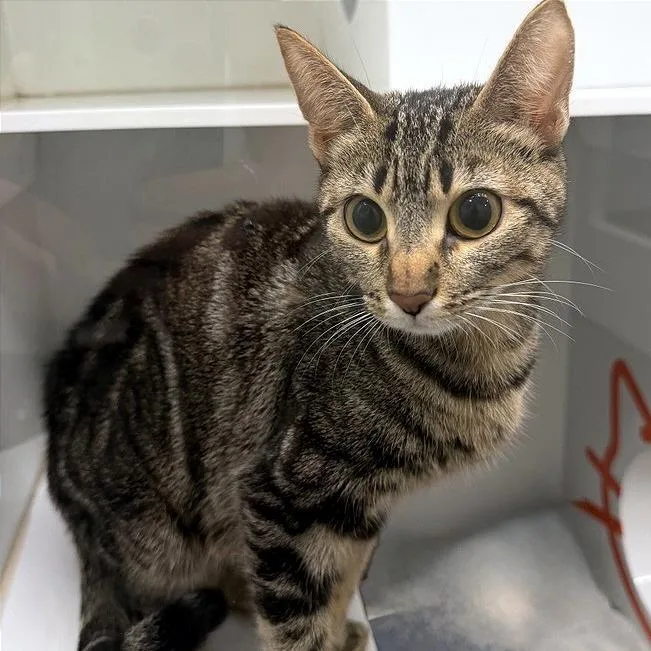 An adult small-sized female Domestic Short Hair cat named Denona for adoption in Los Angeles, CA