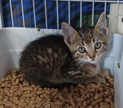 A baby medium-sized female Domestic Short Hair cat named Mehgan for adoption in West Memphis, AR