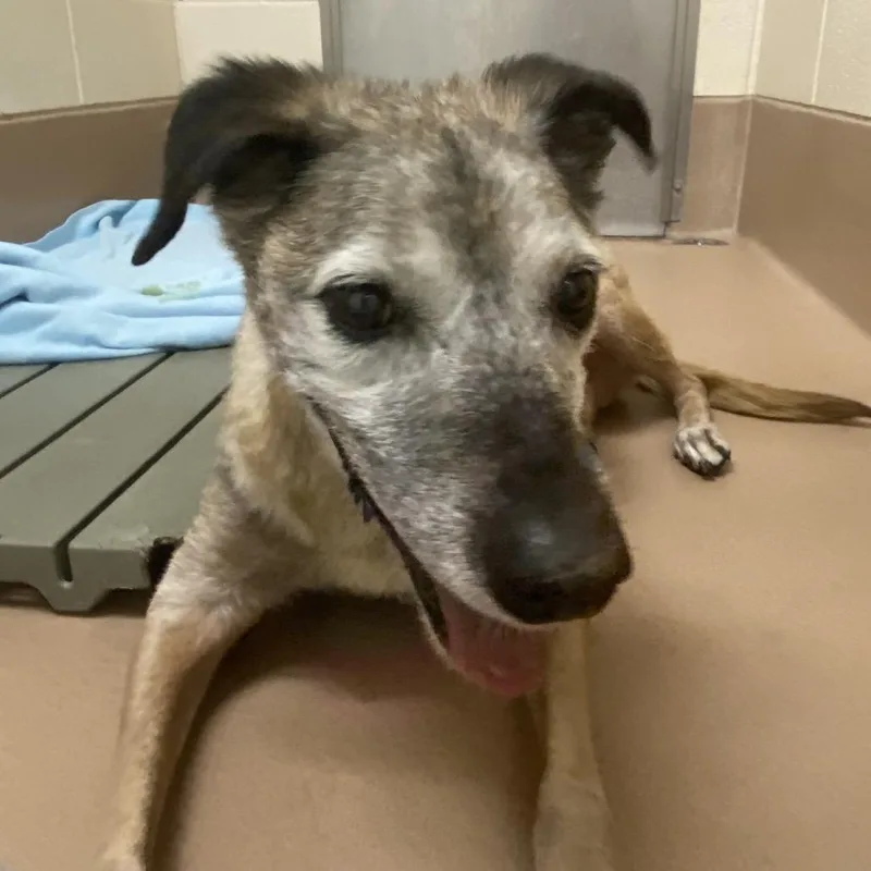 A senior medium-sized male Brown / Chocolate Mixed Breed dog named Lucas for adoption in Reno, NV