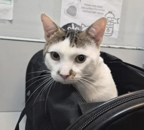 A young medium-sized male Domestic Short Hair cat named Zigzag for adoption in New York, NY