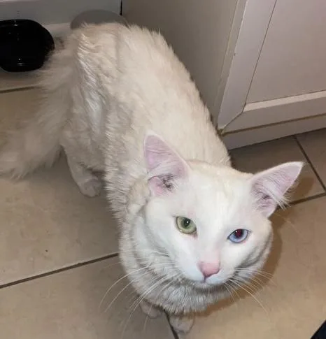 A young large-sized male White Domestic Short Hair cat named Odie for adoption in Taylor, PA