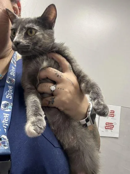 An adult medium-sized female Domestic Short Hair cat named Mary Ann for adoption in Sevierville, TN