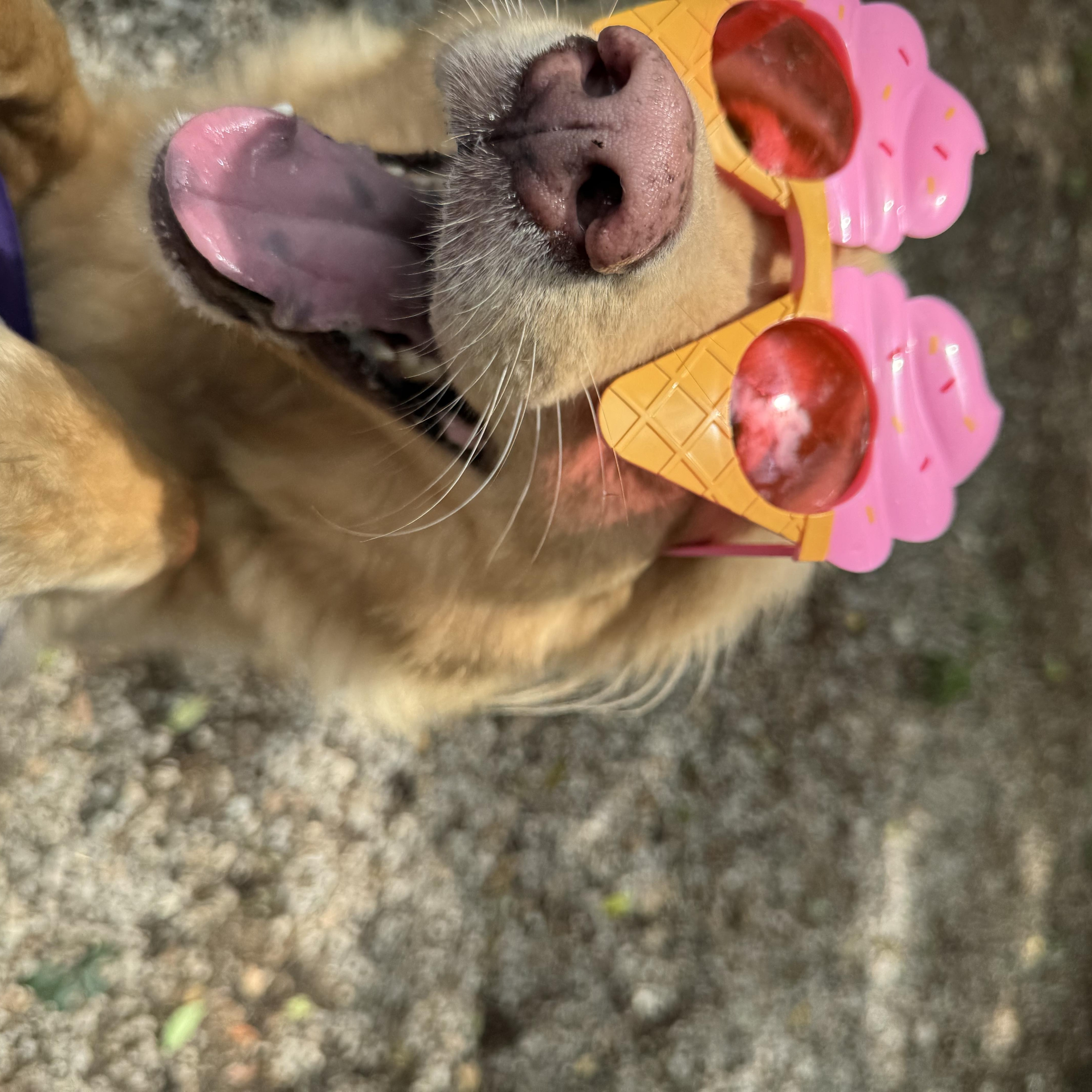 A young medium-sized female Golden Retriever dog named Grace for adoption in Mobile, AL