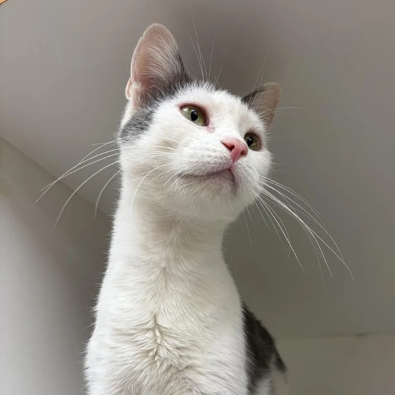 An adult medium-sized female Domestic Short Hair cat named Fajita for adoption in Champaign, IL