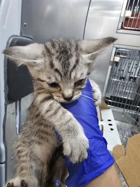 A baby medium-sized male Domestic Short Hair cat named Biscuit for adoption in Dallas, TX