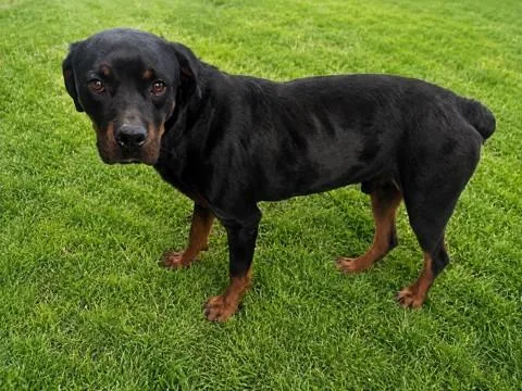 An adult large-sized male Rottweiler dog named Apollo for adoption in Castaic, CA