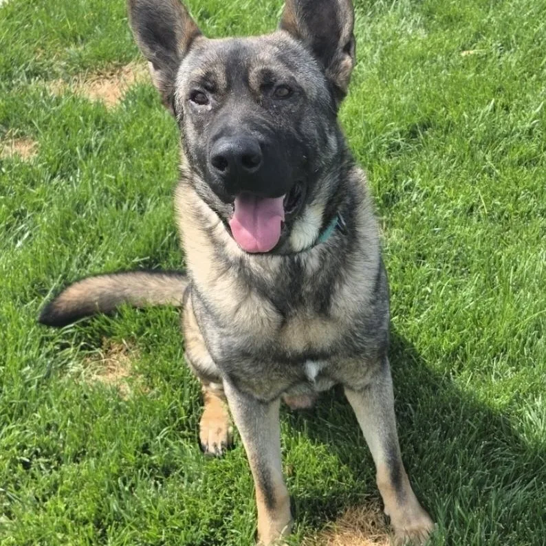 An adult large-sized male Brindle German Shepherd Dog dog named Rusty for adoption in Temecula, CA