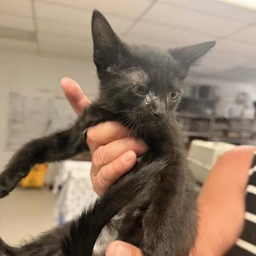 A baby small-sized male Black Domestic Short Hair cat named RisoC for adoption in East Saint Louis, IL