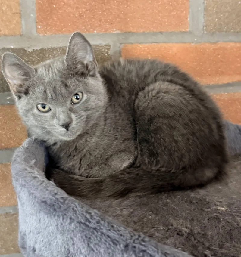 A baby medium-sized female Gray / Blue / Silver Domestic Short Hair cat named Kiwi for adoption in Mansfield Center, CT