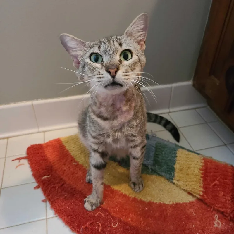 A young medium-sized male Brown / Chocolate Domestic Short Hair cat named Odin for adoption in Valdosta , GA