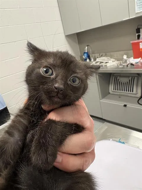 A baby small-sized male Domestic Short Hair cat named Zero for adoption in Indianapolis, IN