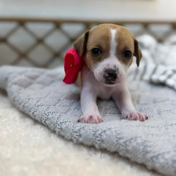A baby small-sized female Yellow / Tan / Blond / Fawn Chihuahua dog named Butter Bean Polly Pocket for adoption in Friendswood, TX