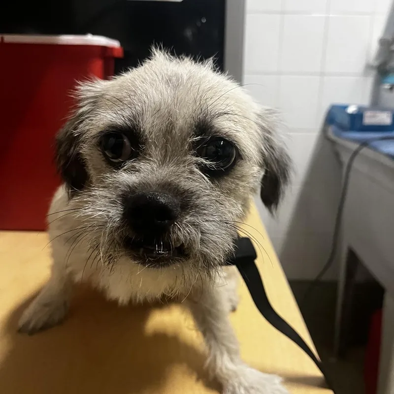 An adult small-sized female White / Cream Terrier dog named Squiggle  Chino Hills for adoption in Chino Hills, CA