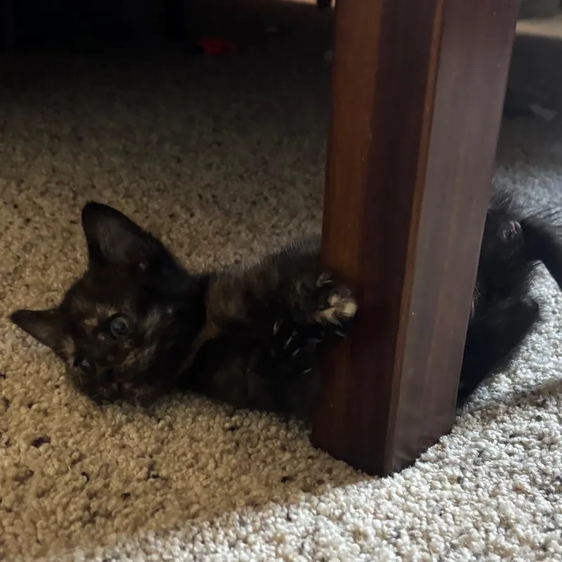 A baby small-sized female Tortoiseshell Domestic Short Hair cat named Reese's Puffs for adoption in Columbia, MO