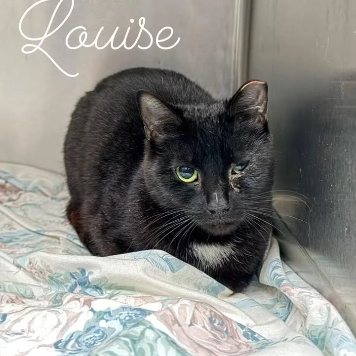 An adult small-sized female Black Domestic Short Hair cat named Louise for adoption in Pocono Summit, PA