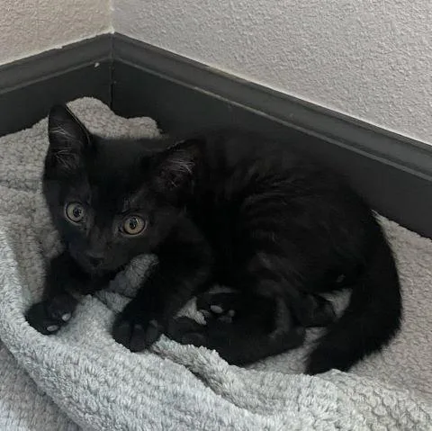 A baby medium-sized male Black Domestic Short Hair cat named Ace for adoption in Fernley, NV