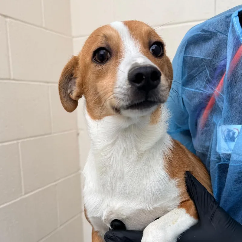 A young small-sized male Chihuahua dog named Winter for adoption in Reno, NV