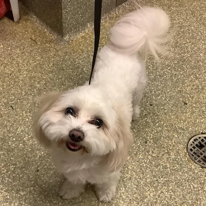 An adult small-sized male White / Cream Maltese dog named IVHSStray for adoption in San Gabriel, CA