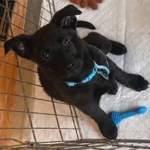 A baby small-sized female Black Mixed Breed dog named Hella for adoption in Buffalo, MN