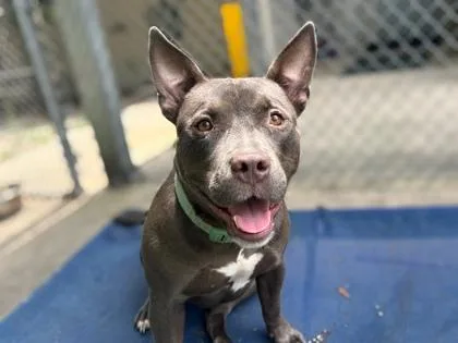 A young medium-sized female Terrier dog named Cindy for adoption in Gainesville, FL