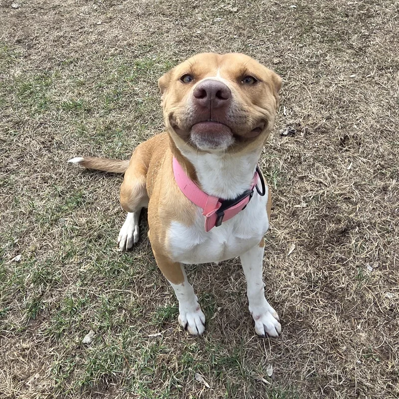 A young medium-sized female Golden Labrador Retriever dog named Nuggets for adoption in Park Rapids, MN