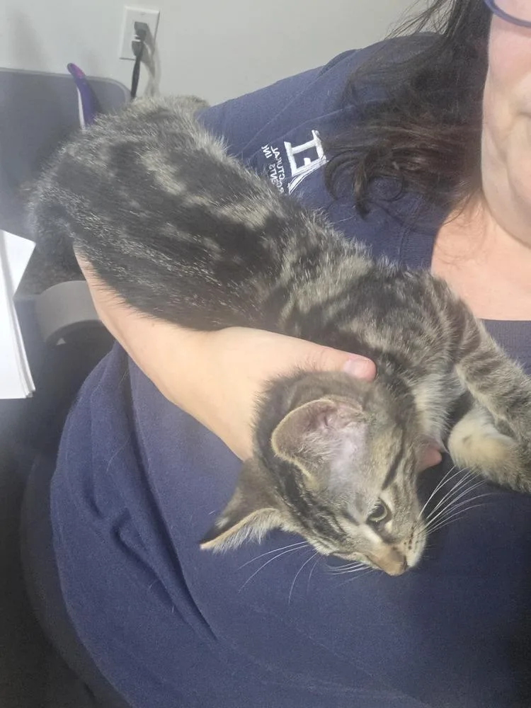 A baby small-sized female Domestic Medium Hair cat named Rowena for adoption in Hudson, NH