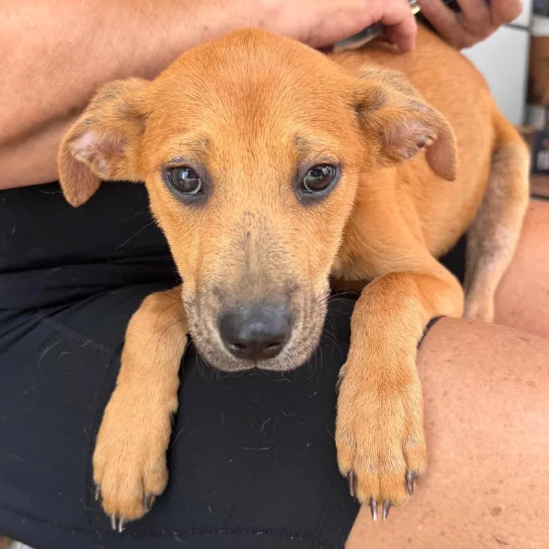 L Pup: Leo