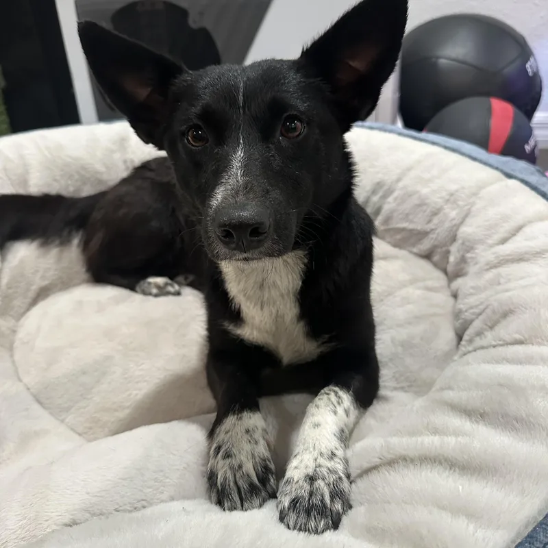 A young small-sized female Corgi dog named Musical for adoption in San Diego, CA