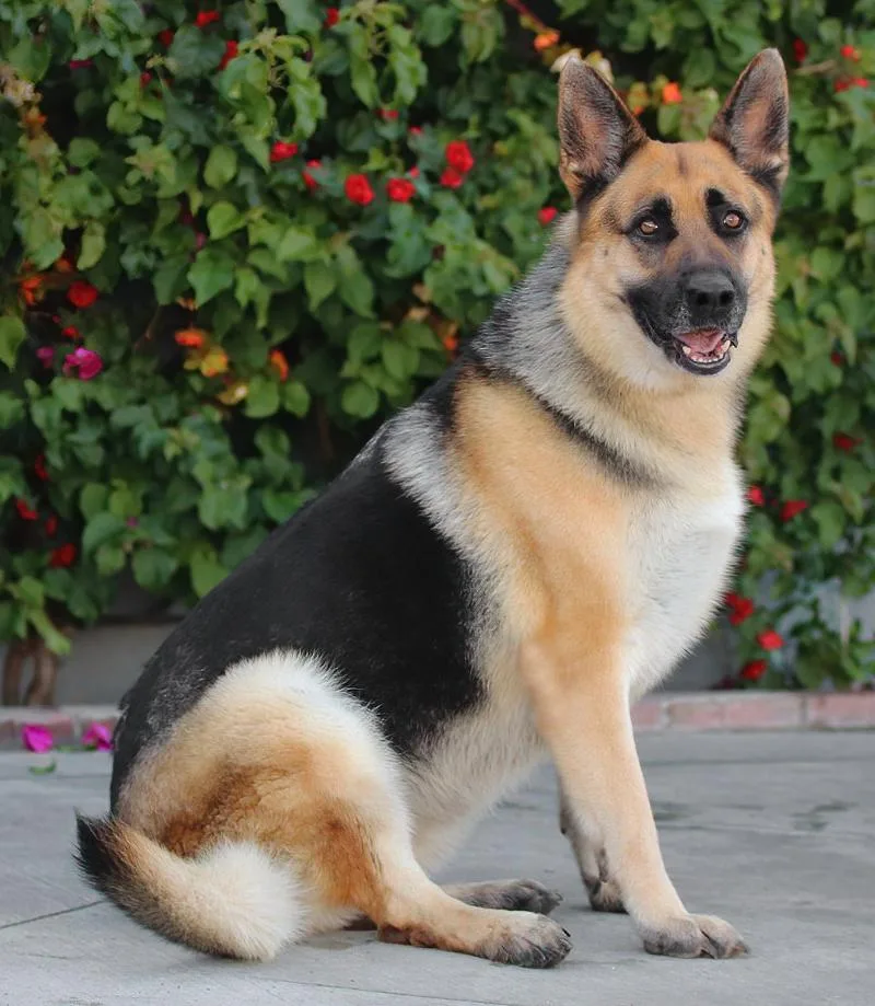 An adult large-sized female Black German Shepherd Dog dog named Maisie Von Merxheim for adoption in Los Angeles, CA