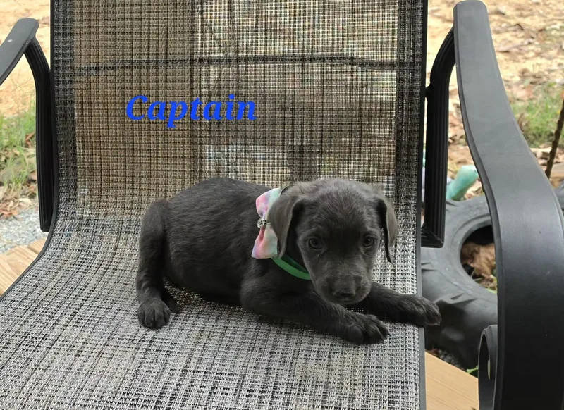 A baby medium-sized male Black Labrador Retriever dog named Captain Cheer for adoption in Andover, MA