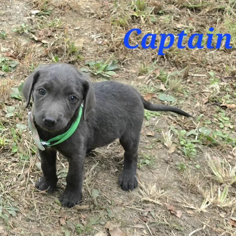 Captain Cheer thumbnail 2
