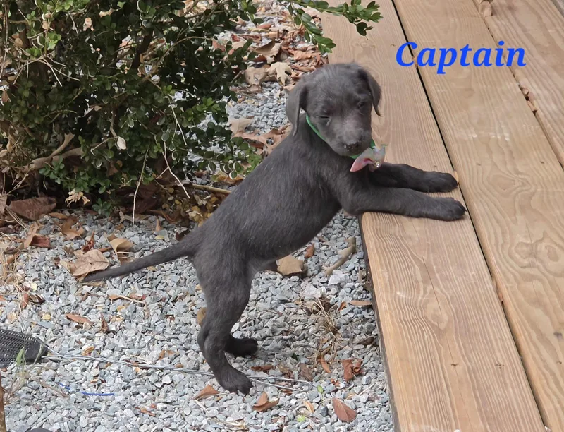 Captain Cheer thumbnail 3