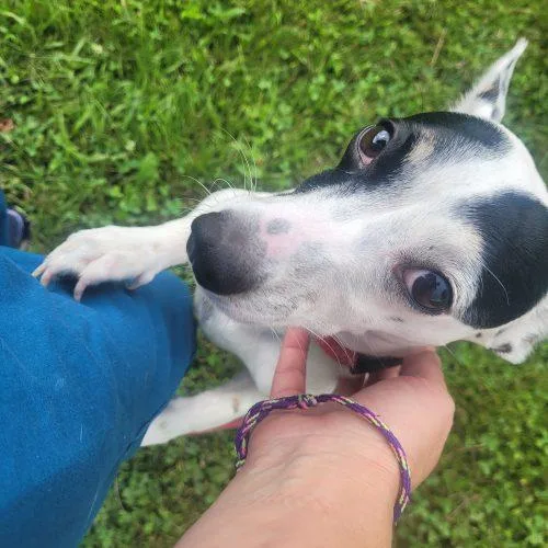 An adult small-sized female Bicolor Jack Russell Terrier dog named Bella D for adoption in Frankfort, KY