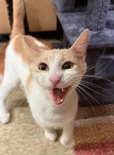 A young medium-sized female Buff & White Domestic Short Hair cat named Maeve for adoption in Wheaton, IL