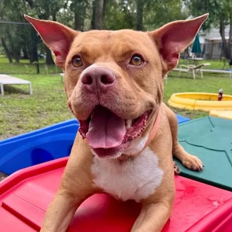 An adult large-sized male American Staffordshire Terrier dog named Bolt for adoption in Palm Harbor, FL